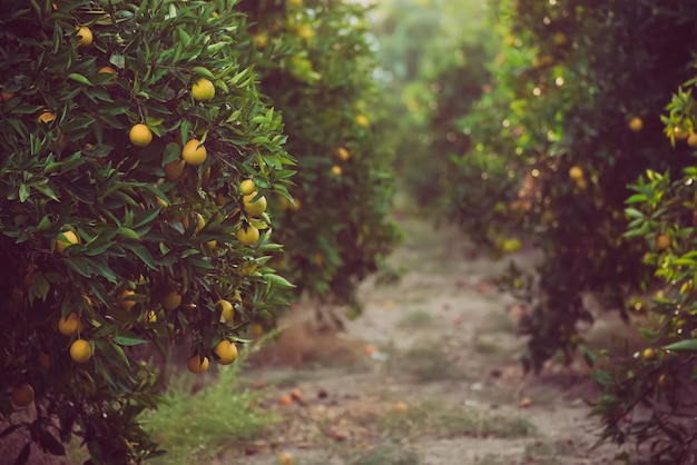 Orange garden with fruit