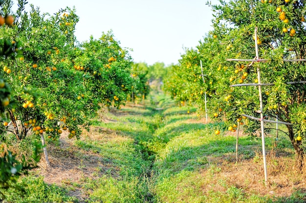 Orange garden with many ripe orchards