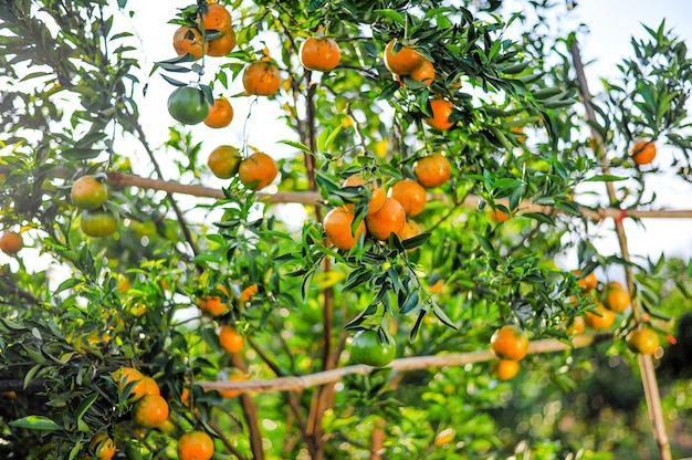 多くの熟した果樹園があるオレンジ色の庭。