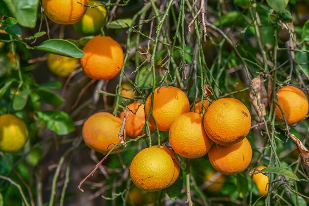 지중해의 한 마을에 오렌지가 있는 오렌지 정원 7