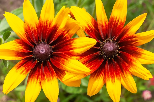 오렌지 정원 데이지 rudbeckia 꽃