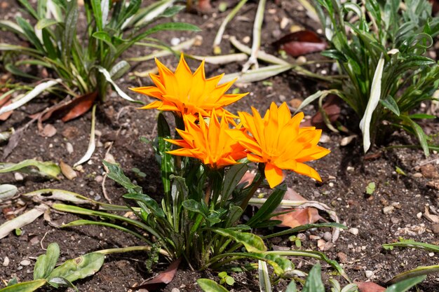 Orange Gazania Rigens or Treasure flower African Daisy in full bloom on flower bed