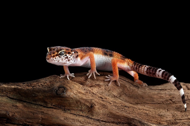 Orange gecko lizard on wood eublepharis macularius