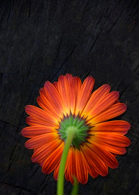 Orange gerbera on a dark background with place for text Poster