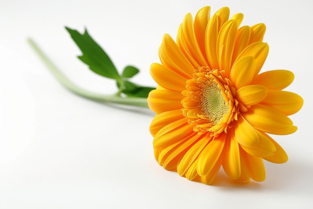 Foto isolato di fiore di gerbera arancione su uno sfondo bianco