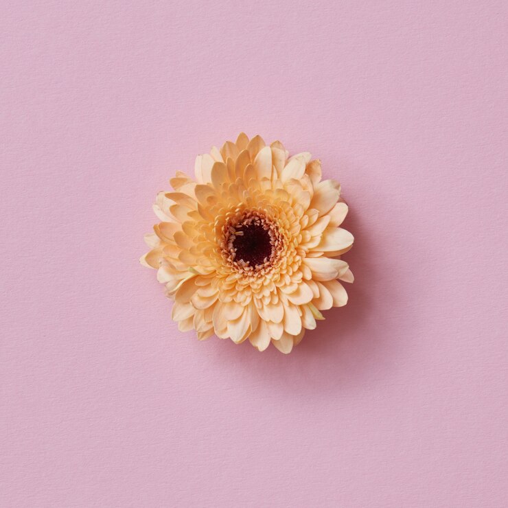 Photo orange gerbera flower on a pink background spring concept