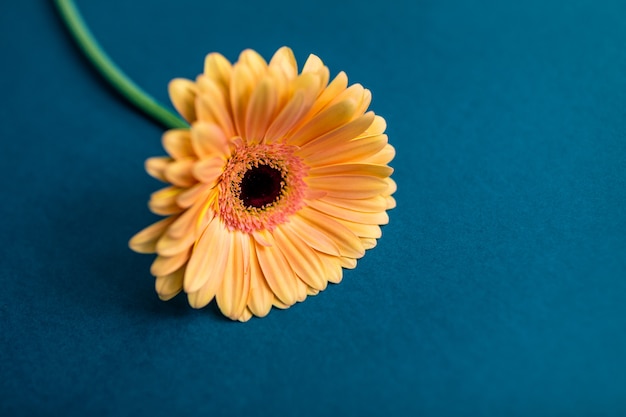 Orange gerbera flower on a white isolated background with clipping path.