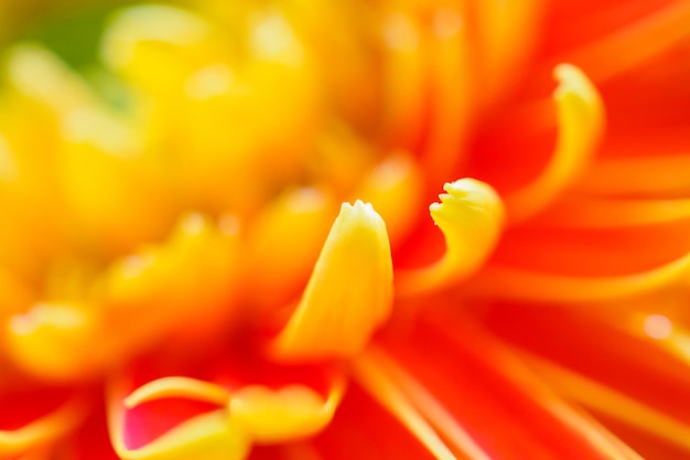 Orange gerbera flowers close up abstract background