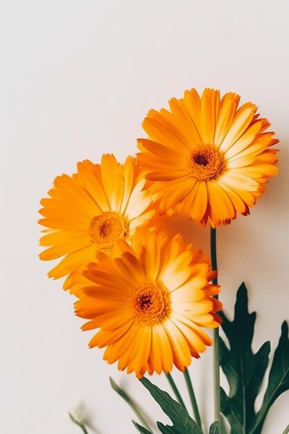 Orange gerbera flowers on a white background