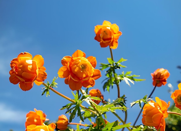 Orange globe flowers in blue sunny sky