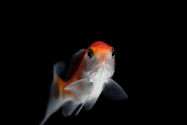 Orange goldfish isolated on a dark black background