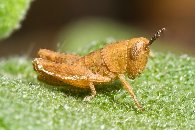 Orange grasshopper (Pezotettix giornae)