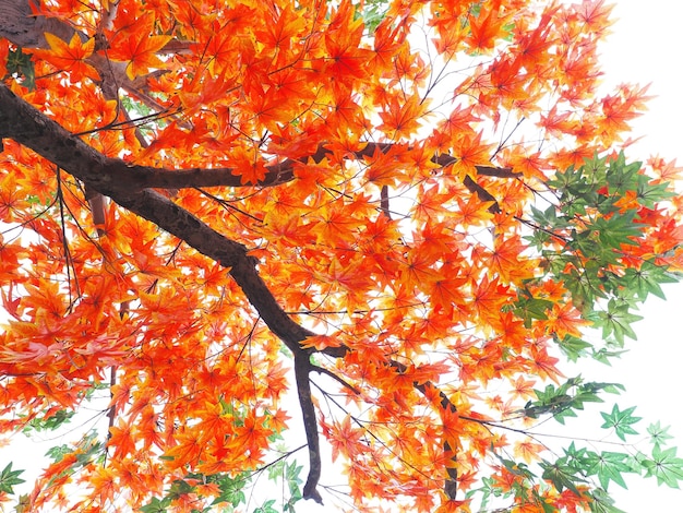 Orange and green maple leaves on tree branches