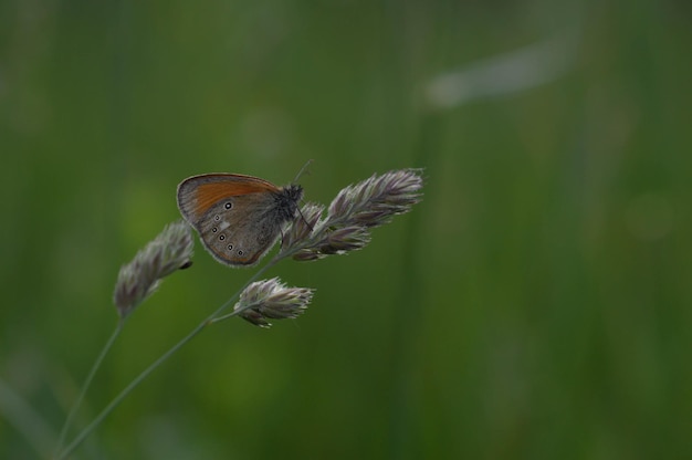 Orange and grey butterfly with spots close up in nature