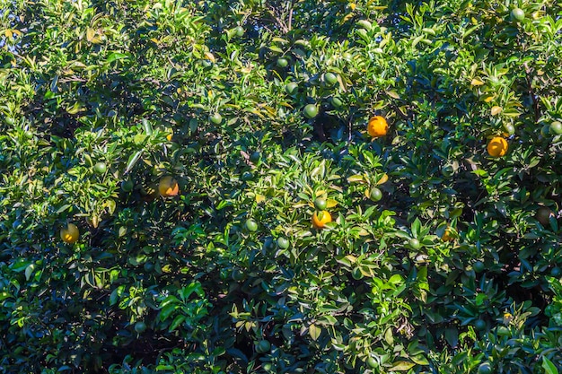 ブラジルのオレンジの木立-成熟した果物