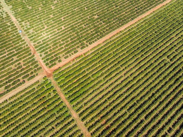 Orange groveBeautiful orange grovesin the Brasillian countryside