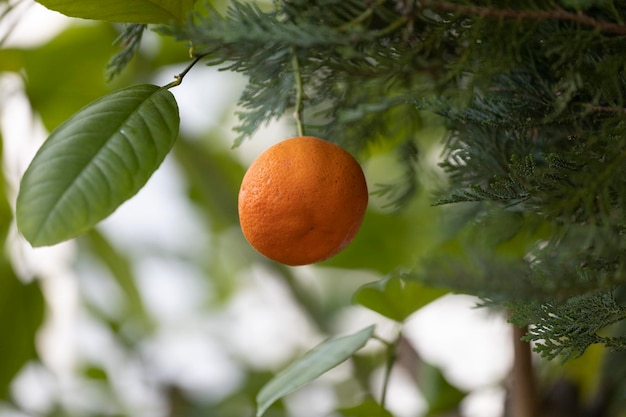 An orange hangs from a tree with green leaves.