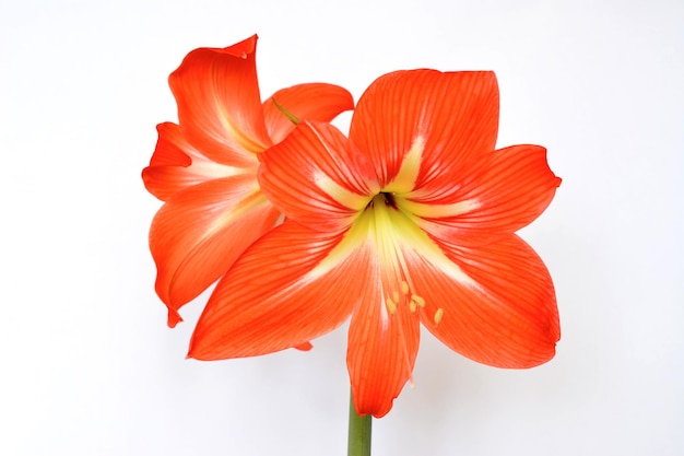 orange head of flower amarilis isolated on white background, close-up