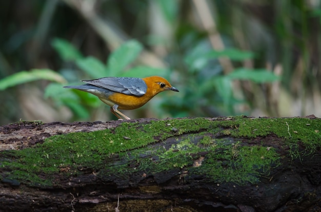 オレンジ色のツグミ（Geokichla citrina）自然界のタイ