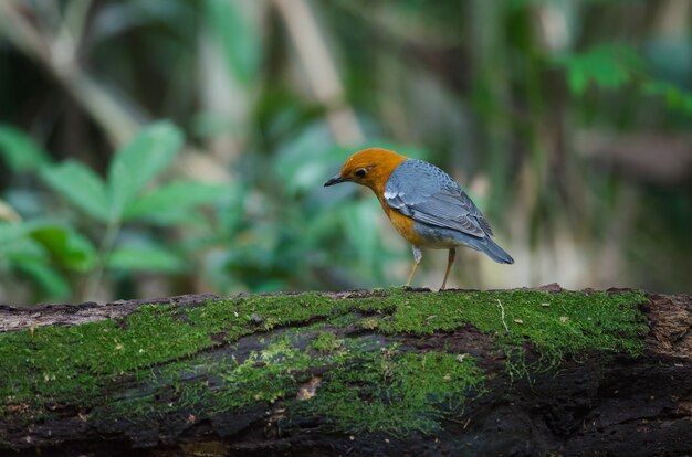 Photo orange-headed thrush (geokichla citrina) in nature thailand