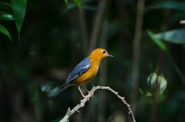 Orange-headed thrush (Geokichla citrina) in nature Thailand