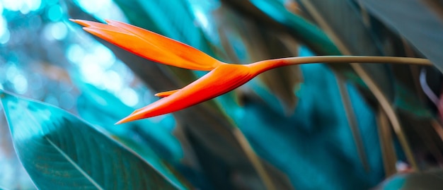 밝고 어두운 열대 잎의 자연 배경에 있는 주황색 Heliconia 꽃