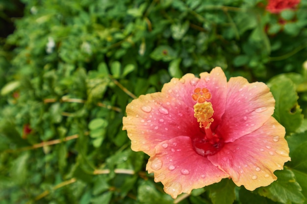 Photo orange hibiscus on natural green