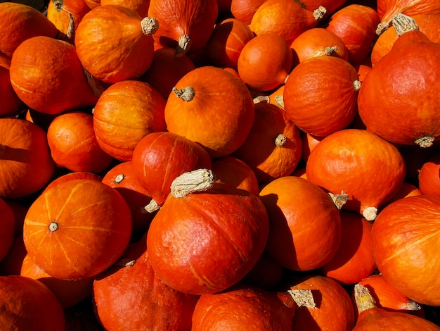 Orange Hokkaido pumpkins background on a sunny autumn day