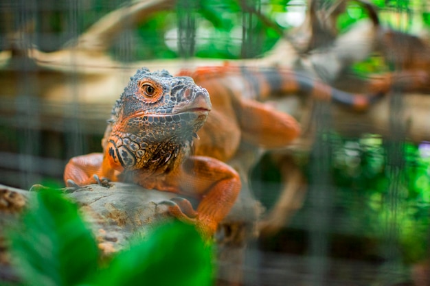 Foto rilassamento di camaleonte iguana arancione su legno legname con albero sfocato