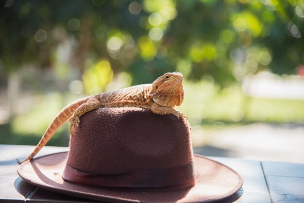 Orange Iguana on hat