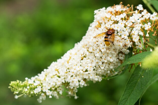 花序フサフジウツメのオレンジ色の昆虫