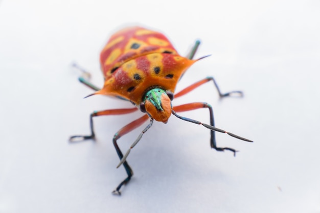 Orange insects on white background