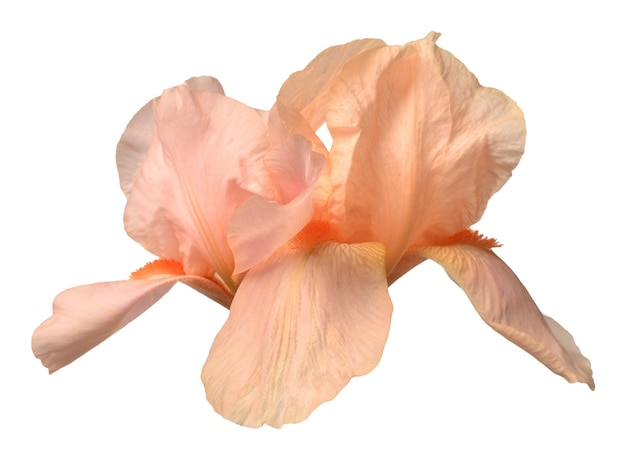Orange iris head flower isolated on white background Easter Summer Spring Flat lay top view Love Valentine's Day