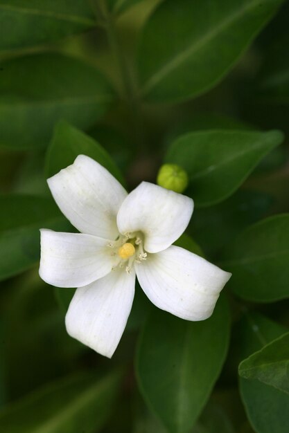 オレンジ色のジャスミンの花のクローズアップ