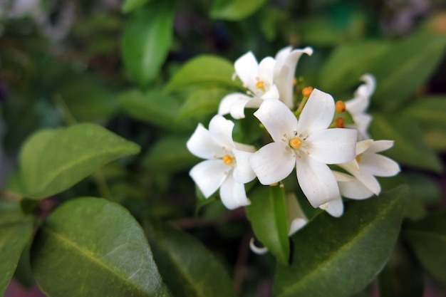 Orange jasmine flowers