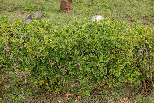 Orange Jasmine Plant