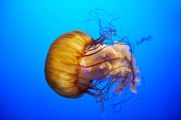 Orange jellyfish (Chrysaora fuscescens or Pacific sea nettle) in blue ocean water