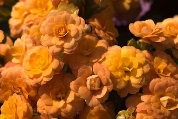 Orange kalanchoe flowers