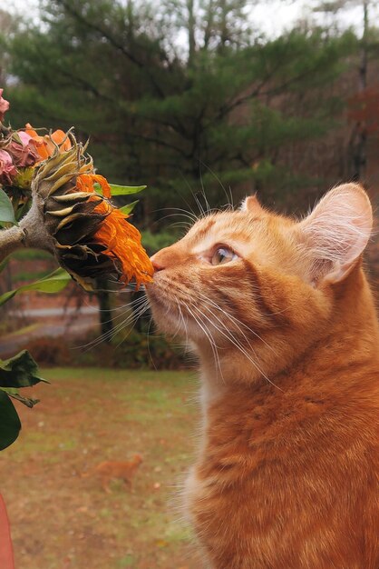 Foto gattino arancione che puzza di fiori