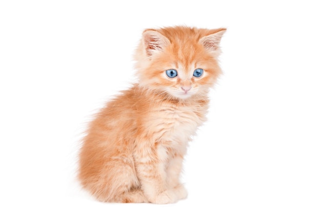 Оранжевый котенок с голубыми глазами изолирован | Премиум Фото
