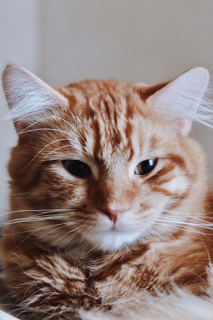 写真 オレンジ色の子猫