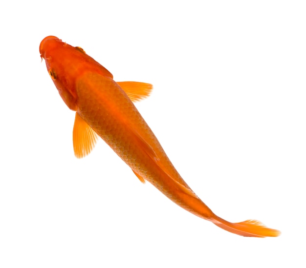 Orange Koi - Cyprinus carpio on white isolated