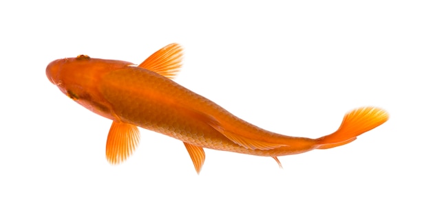 Orange koi fish, Cyprinus Carpio, on white isolated