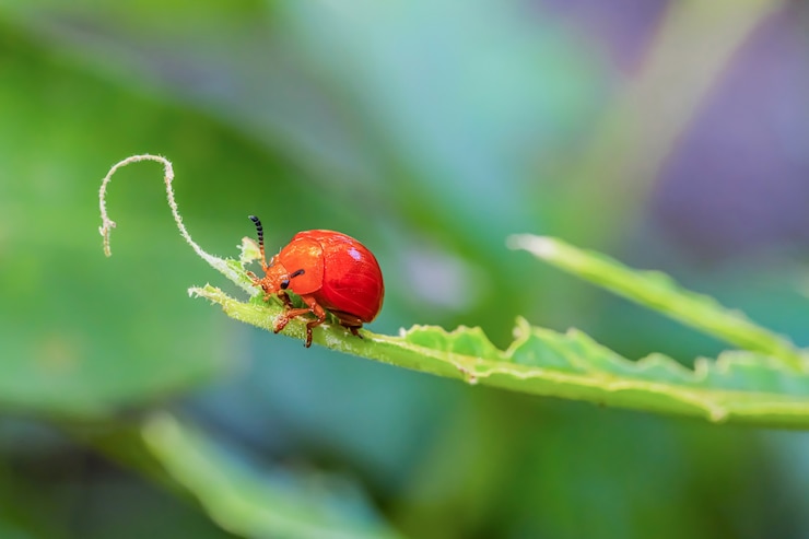 Photo orange ladybug on the blurred background