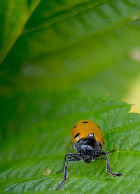 Orange ladybug macro on green background while looking at you