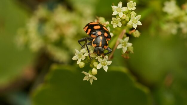 An orange ladybug perched on some white flowers