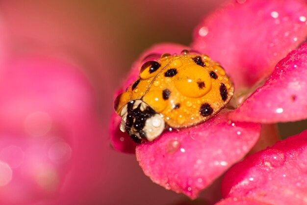 Orange ladybug with black spots on dewy pink flowers, macro photography, selective focus.