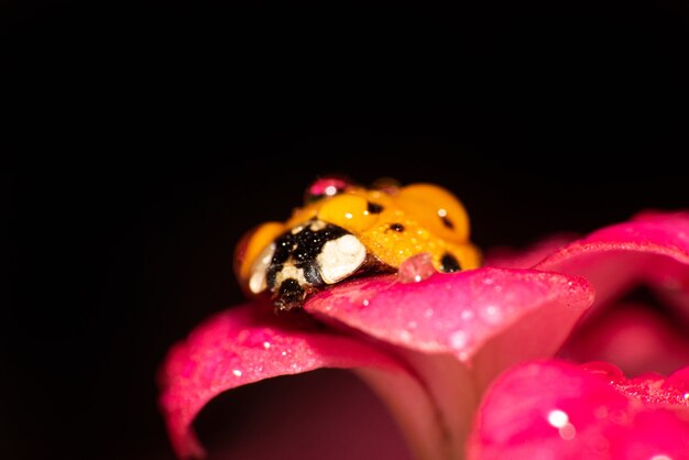 Orange ladybug with black spots on dewy pink flowers, macro photography, selective focus.