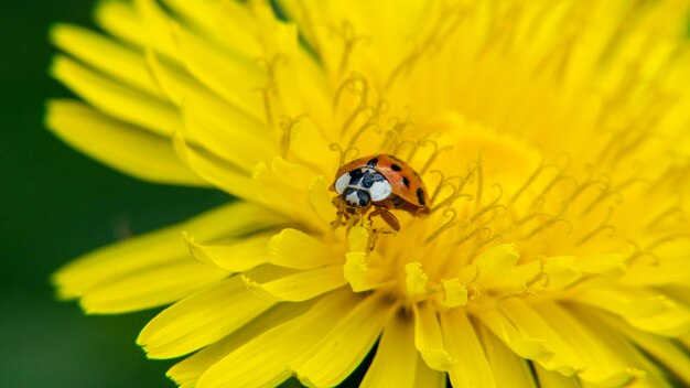 黄色いタンポポの花びらにオレンジ色のてんとう虫