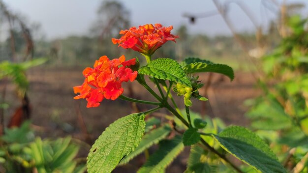 Orange Lantana camara flowers blooming